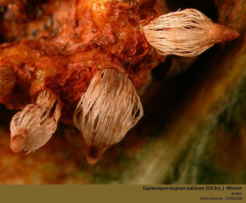 Gymnosporangium sabinae(Dicks)Winter(Rouille grillagée poire #5705