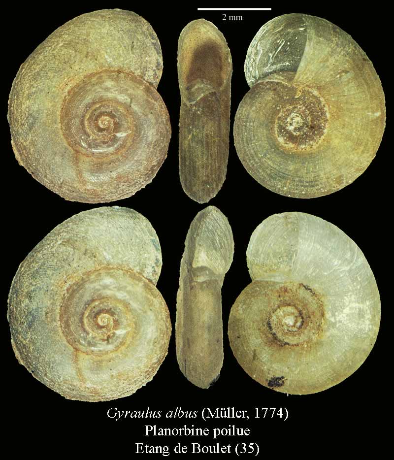 Gyraulus albus #44134