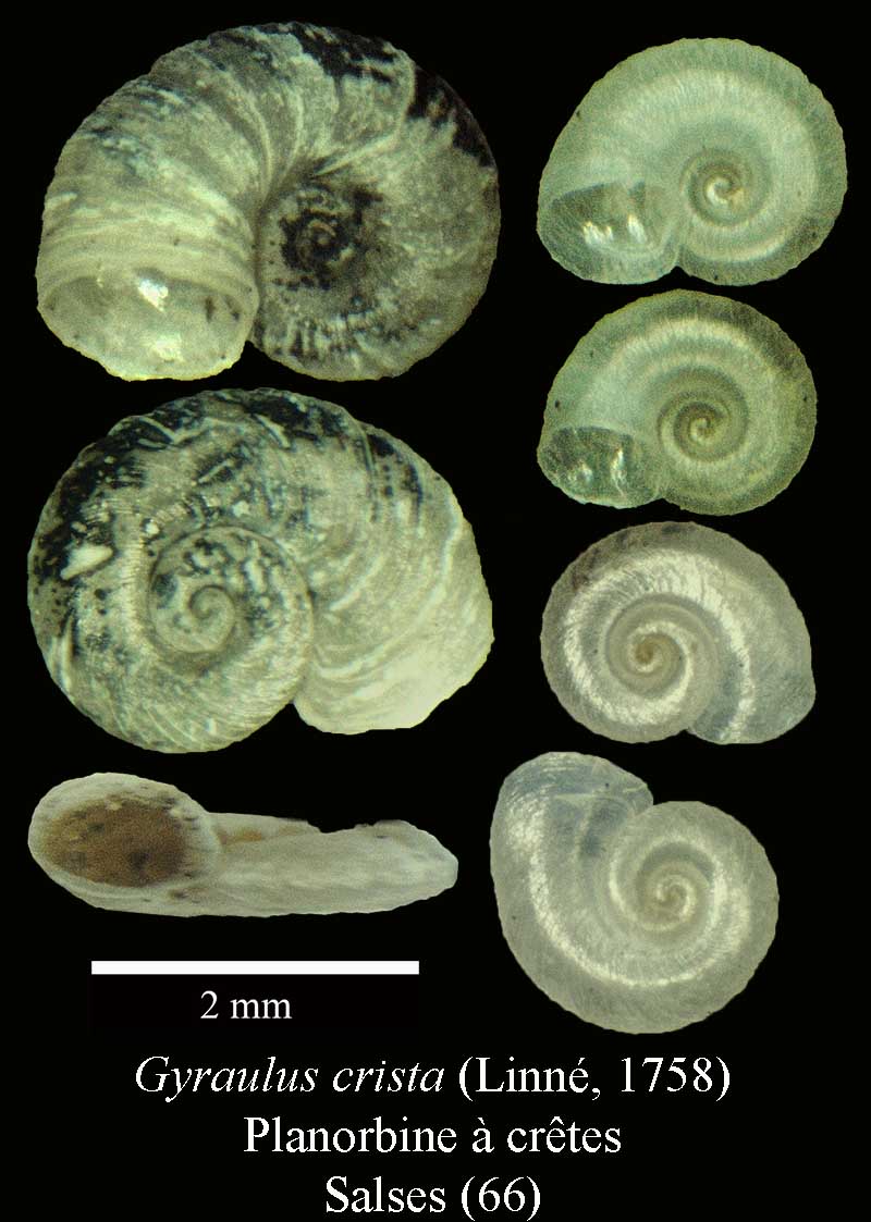 Gyraulus crista #44122
