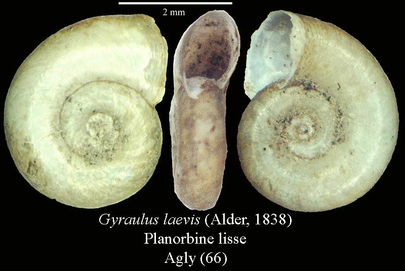 Gyraulus laevis #44157
