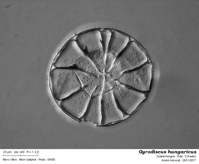 Gyrodiscus hungaricus Pantocsek #52761