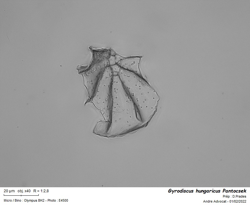 Gyrodiscus hungaricus Pantocsek #69320