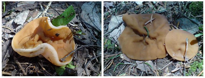 Gyromitra accumbens Rahm ex Harmaja #11172