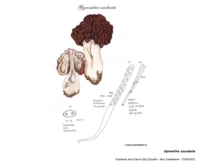 Gyromitra esculenta (Pers.) Fr. #3233