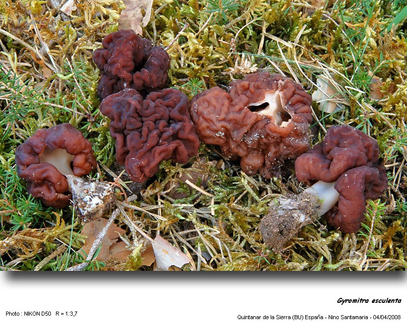 Gyromitra esculenta (Pers.) Fr. #3236