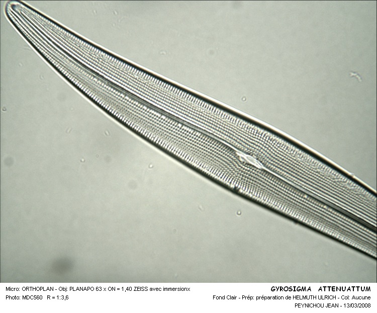 GYROSIGMA  ATTENUATUM #32028