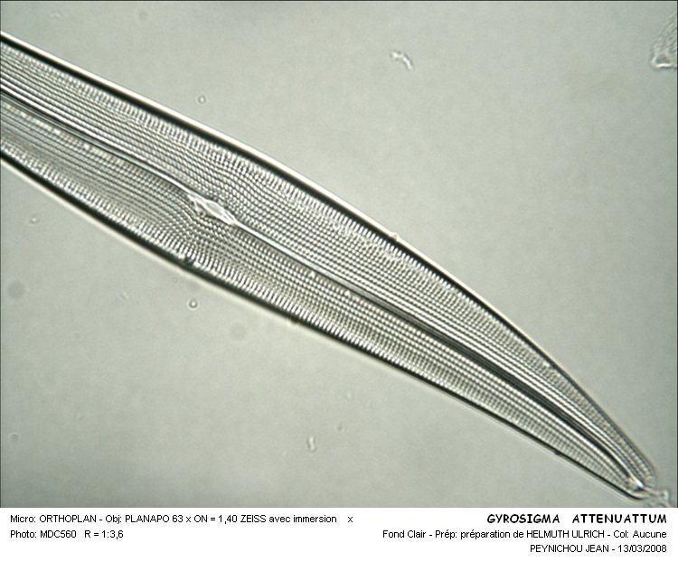 GYROSIGMA  ATTENUATUM #32027