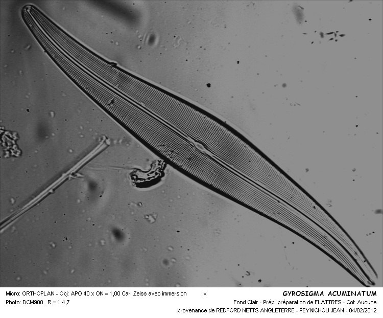 Gyrosigma acuminatum (Kütz.) Rabh. #25701