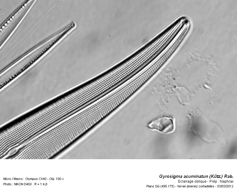 Gyrosigma acuminatum  (Kütz.) Rab. #26198