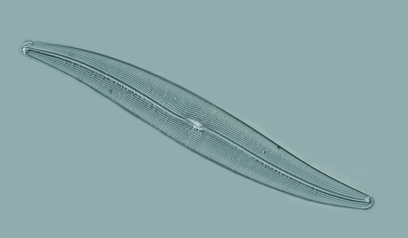 Gyrosigma attenuatum #73324