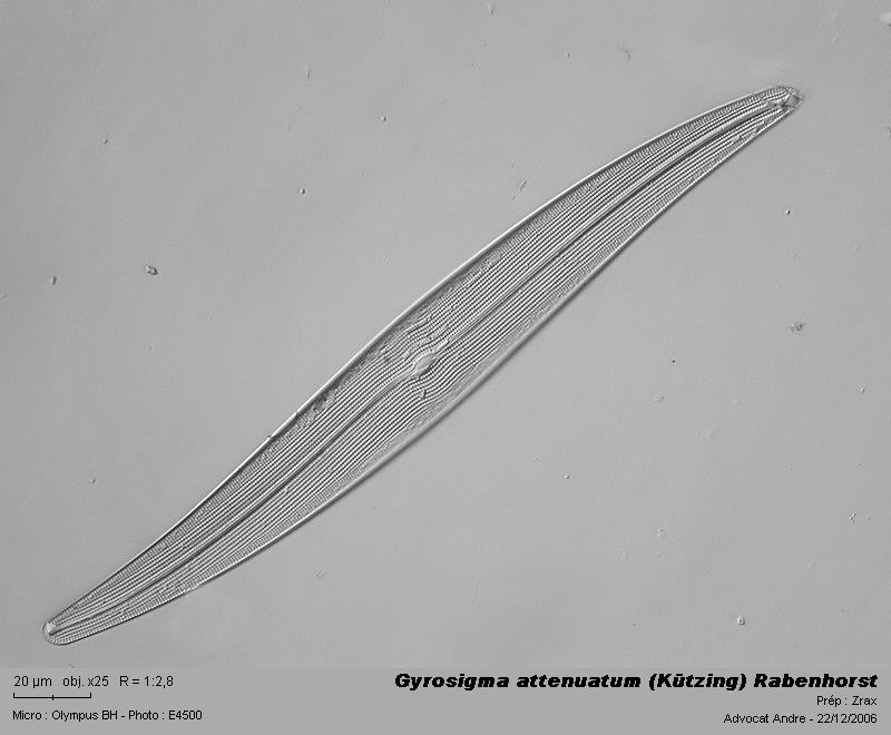 Gyrosigma attenuatum (Kützing) Rabenhorst #3253