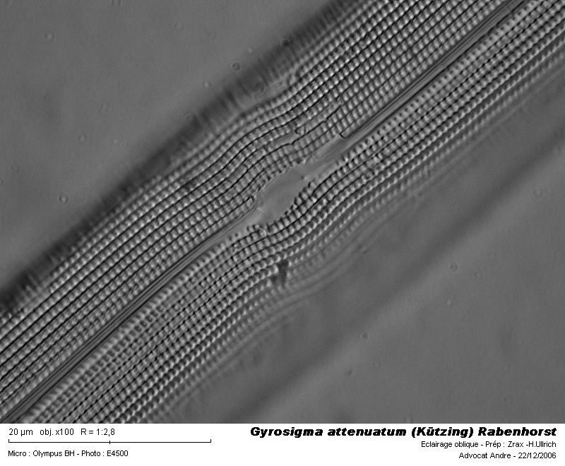 Gyrosigma attenuatum (Kützing) Rabenhorst #3256