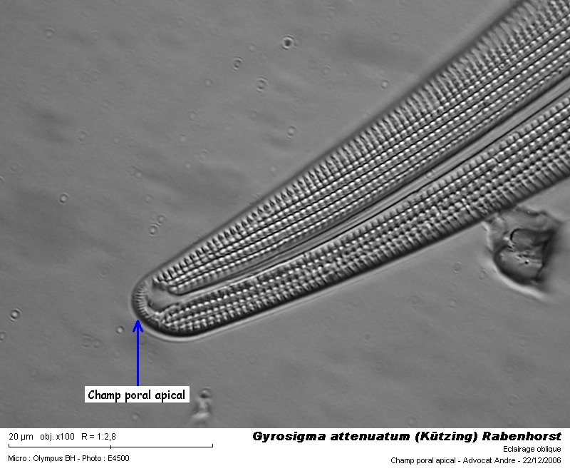 Gyrosigma attenuatum (Kützing) Rabenhorst #3255