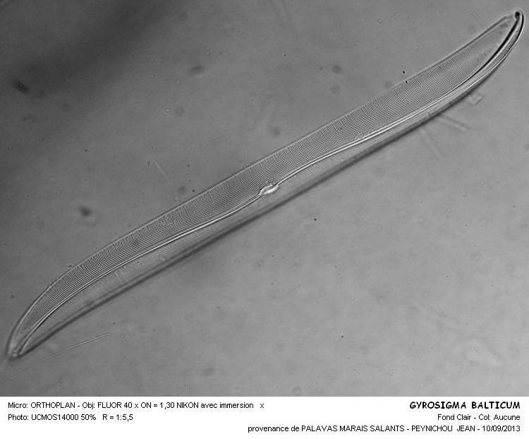 GYROSIGMA BALTICUM #33722
