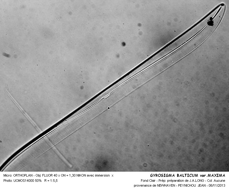 GYROSIGMA BALTICUM var . MAXIMA #34645