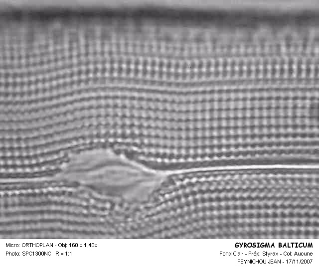 GYROSIGMA BALTICUM #32023