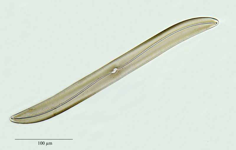 Gyrosigma balticum (Ehrenberg) W. Smith #24756