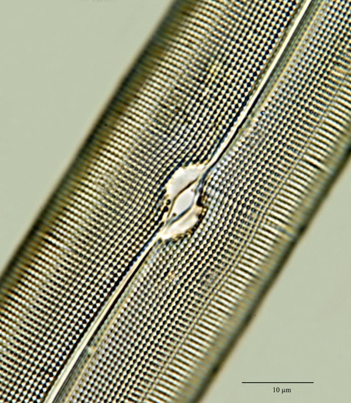 Gyrosigma balticum (Ehrenberg) W. Smith #24758