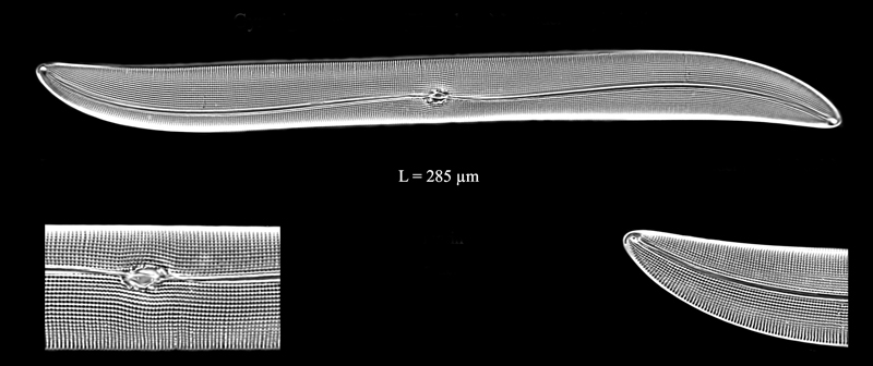 Gyrosigma balticum #73929