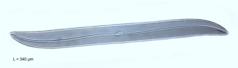 Gyrosigma balticum #55016