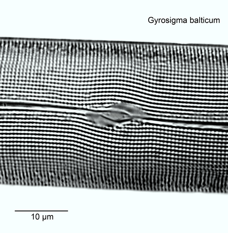 Gyrosigma balticum #55015