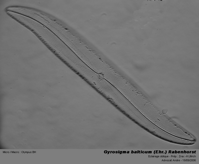 Gyrosigma balticum (Ehr.) Rabenhorst #3425