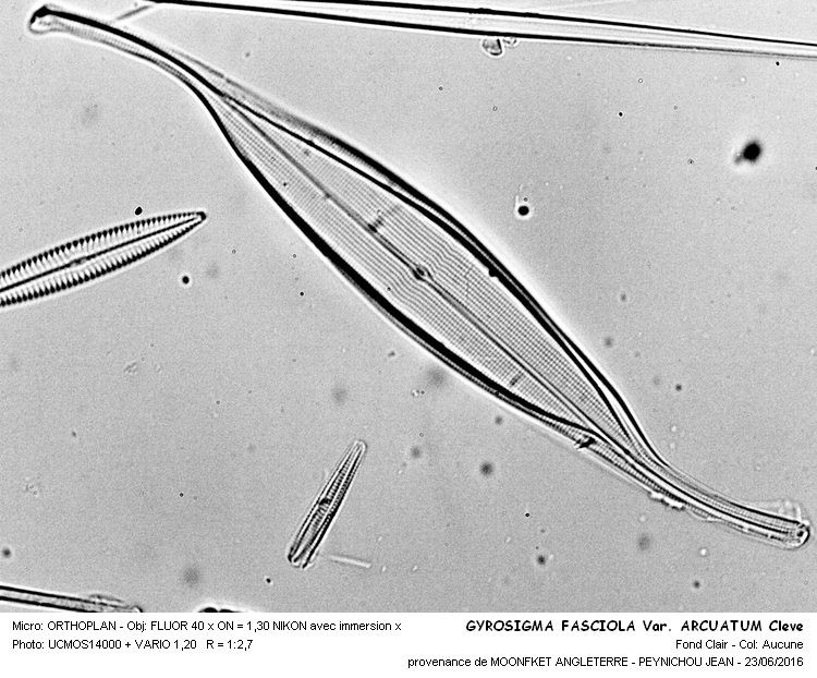 GYROSIGMA FASCIOLA Var. ARCUATUM Cleve #45870