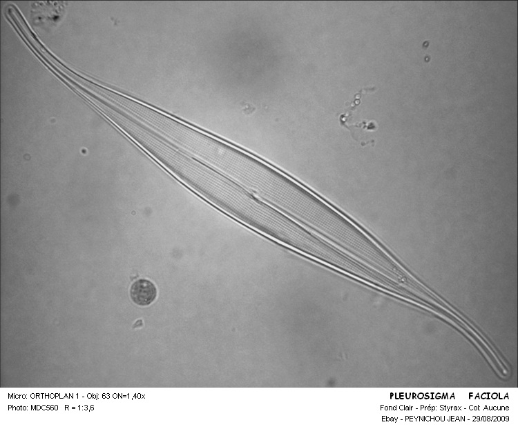 Gyrosigma fasciola (Ehr.) Griffith & Henfrey (Pleurosigma f. #12306