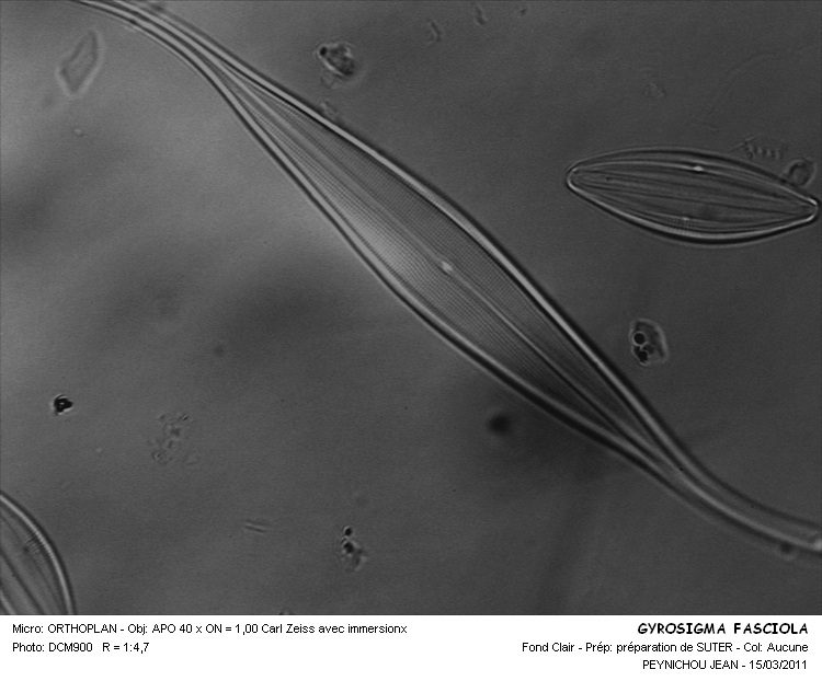 Gyrosigma fasciola (Ehr.) Griffith & Henfrey (Pleurosigma f. #21162