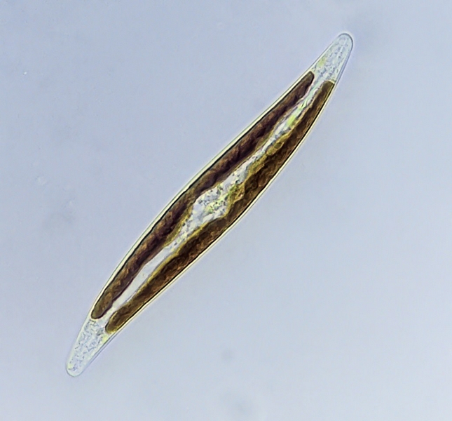 Gyrosigma (In vivo) #39165