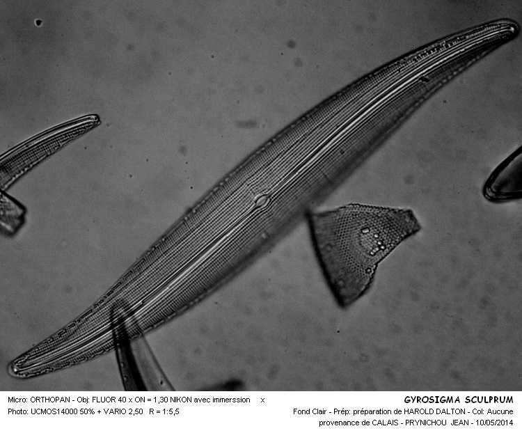 GYROSIGMA SCALPROIDES #37494