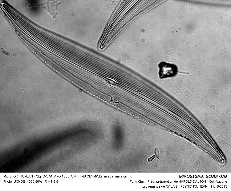 GYROSIGMA SCALPROIDES #34245