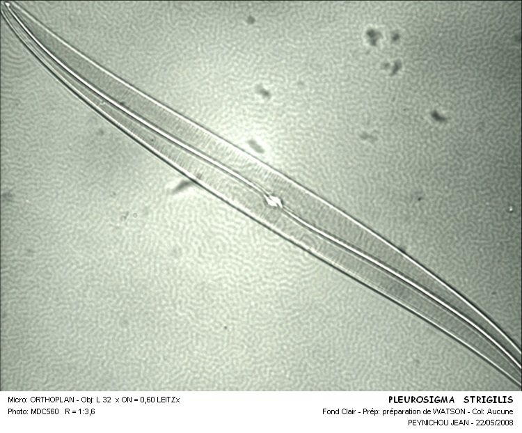 Gyrosigma strigilis #31690
