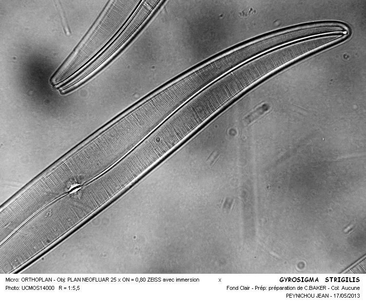 GYROSIGMA STRIGILIS #31115