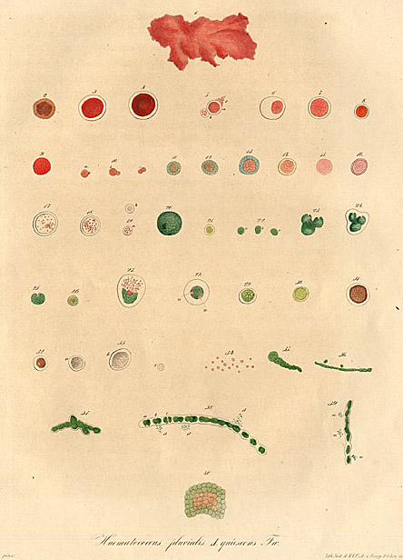 Haematococcus pluvialis Flotow 1844 #656