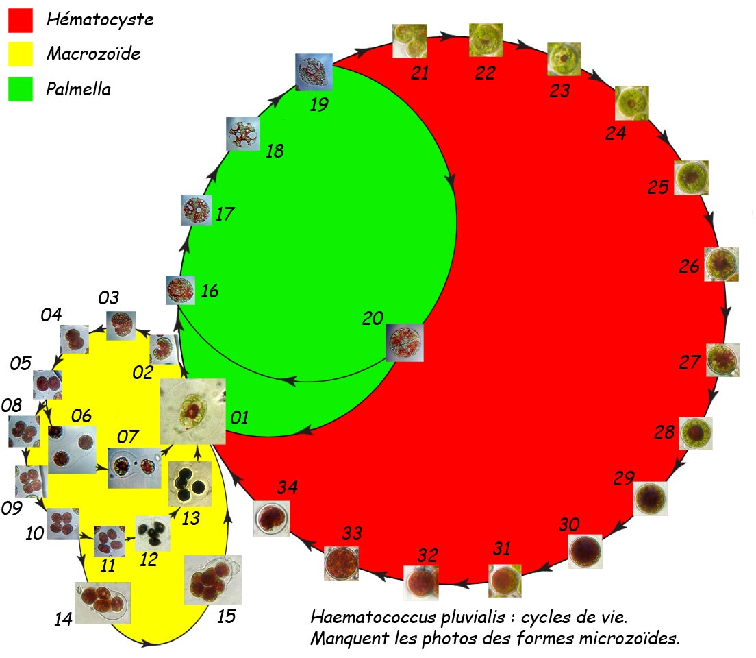 Haematococcus pluvialis Flotow 1844 #658