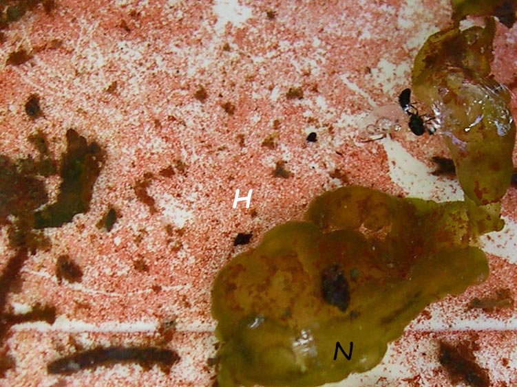 Haematococcus pluvialis Flotow 1844 #649