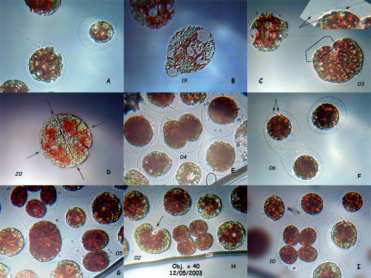 Haematococcus pluvialis Flotow 1844 #652