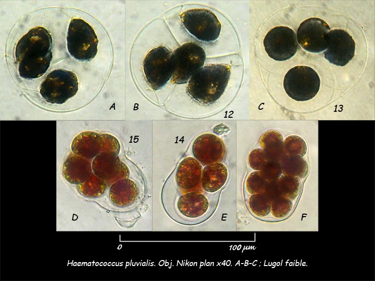Haematococcus pluvialis Flotow 1844 #651