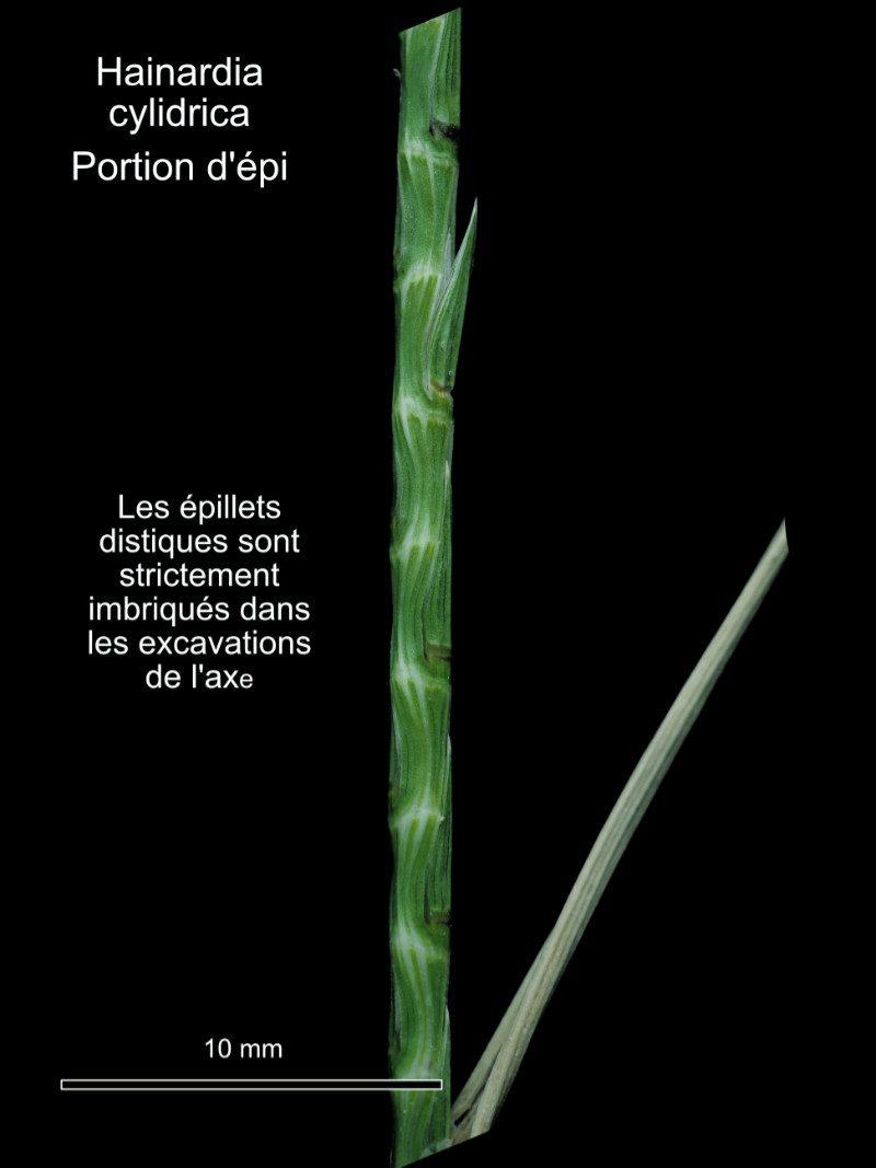 Hainardia cylindrica (Wild.) Greuter #82885