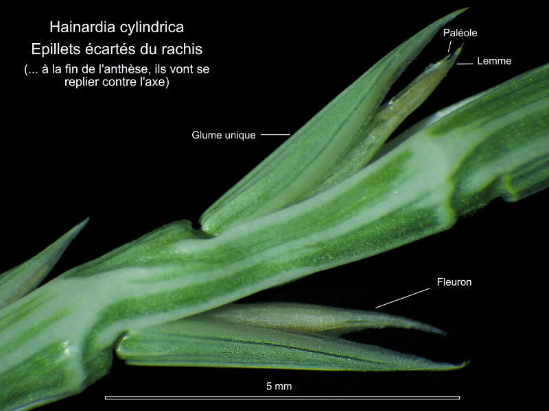 Hainardia cylindrica (Wild.) Greuter #82886