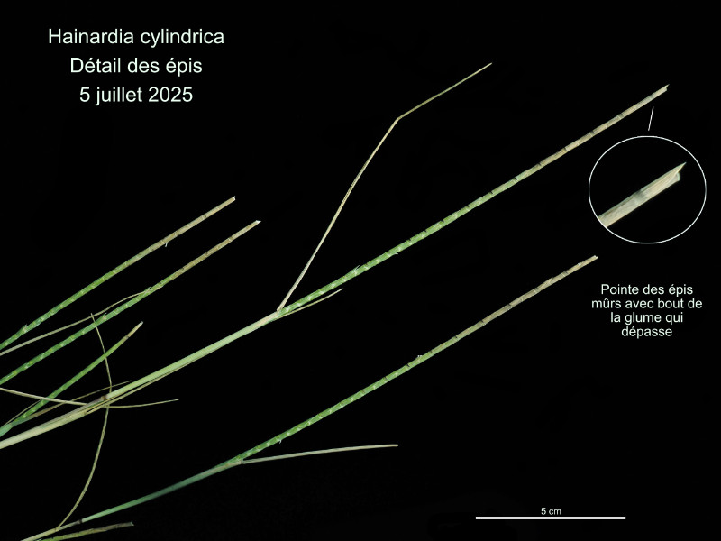 Hainardia cylindrica (Wild.) Greuter #82884