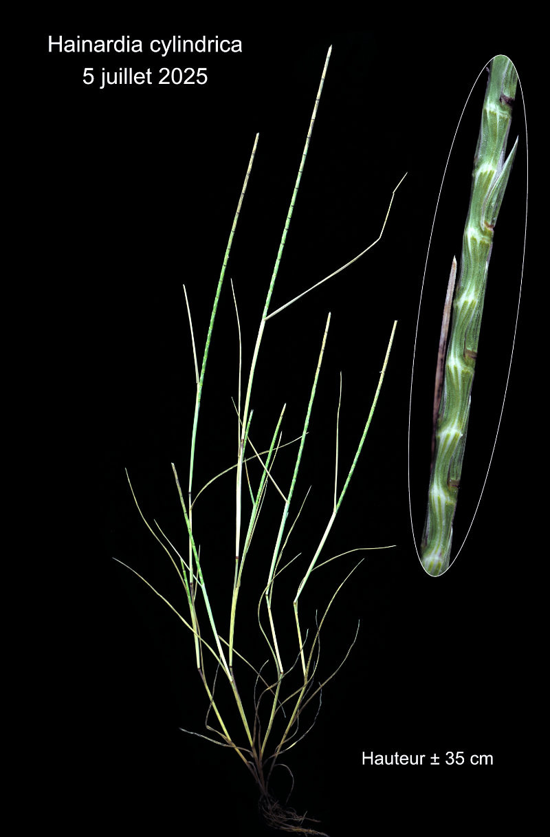 Hainardia cylindrica (Wild.) Greuter #82883