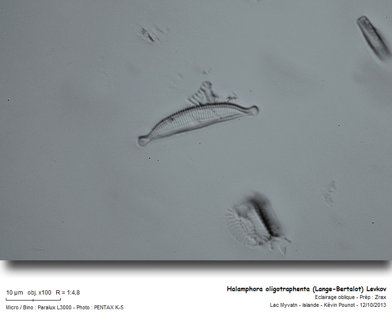 Halamphora oligotraphenta (Lange-Bertalot) Levkov #34260