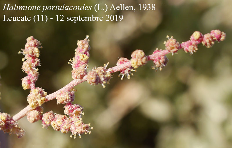 Halimione portulacoides #61922