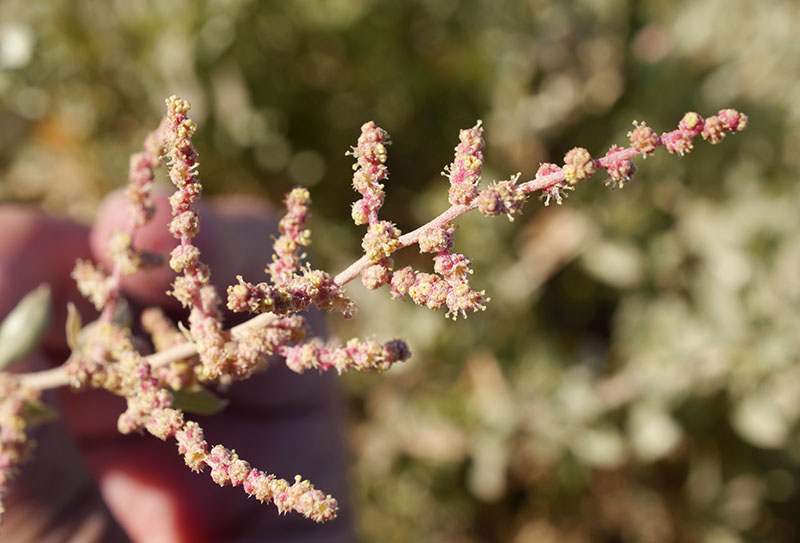 Halimione portulacoides #61914