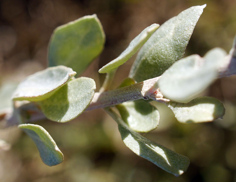 Halimione portulacoides #61913