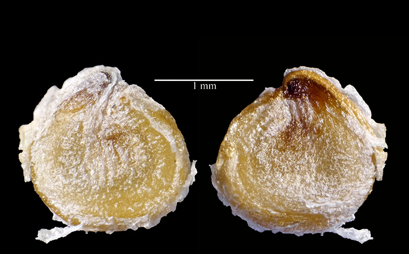 Halimione portulacoides #61921