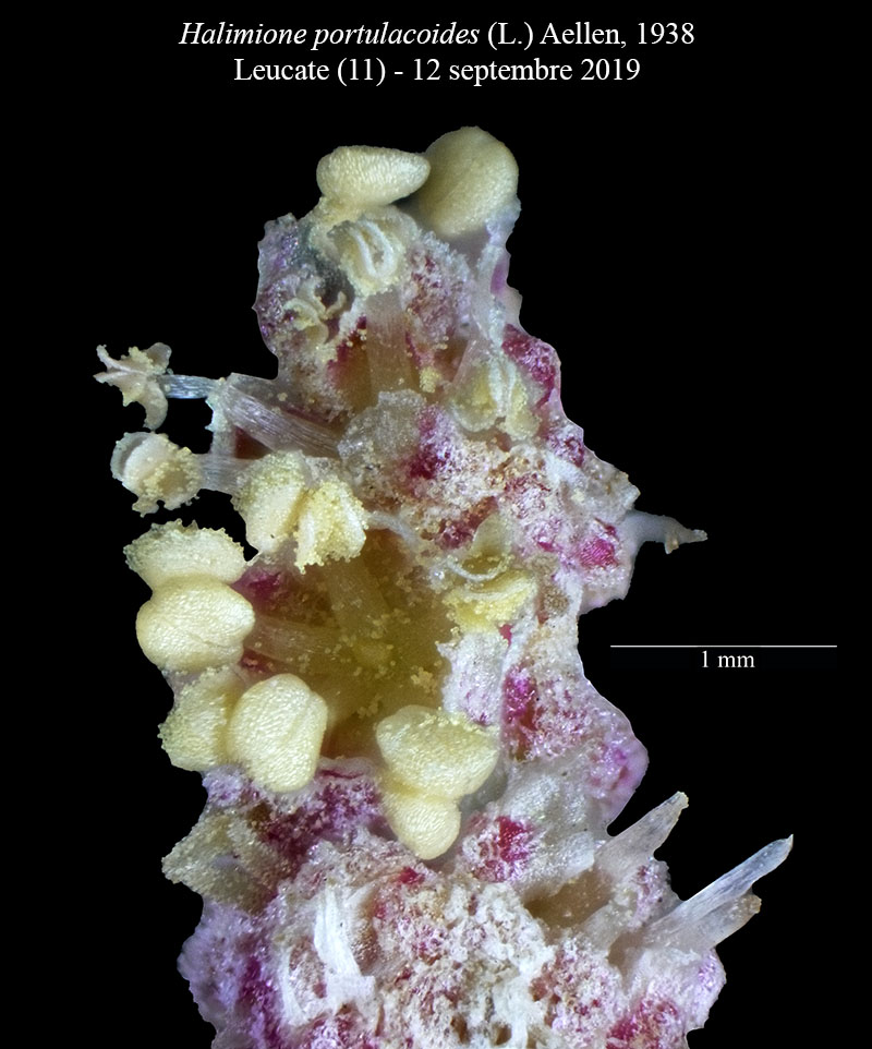 Halimione portulacoides #61917