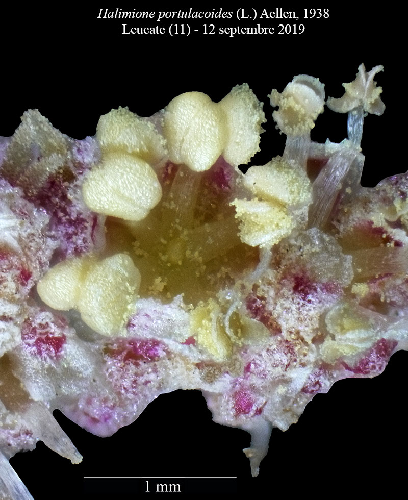 Halimione portulacoides #61918